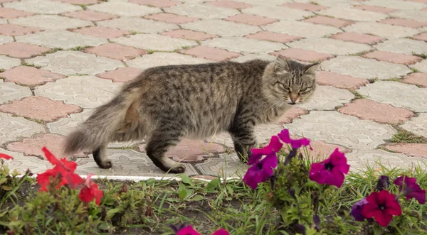 かわいい猫の屋外自然 — ストック写真