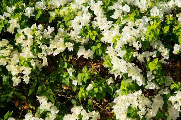 Bougainvillea Çiçek Canlı Çit — Stok fotoğraf