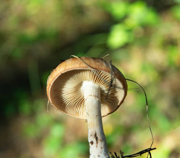 蘑菇在树林里特写 — 图库照片