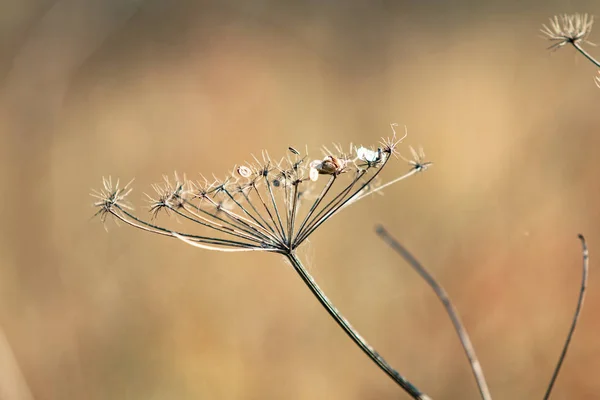 Suchý Petržel Květiny Přírodu — Stock fotografie