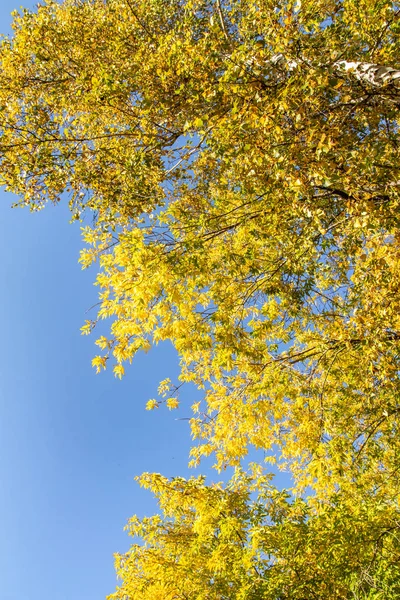 Leaves Trees View Sky Autumn Landscape — Stock Photo, Image