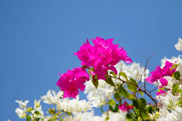 Bougainvillea Flores Sobre Fondo Azul Del Cielo — Foto de Stock