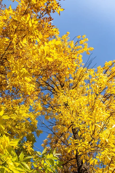 Листя Дерев Вид Знизу Небо Осінній Пейзаж — стокове фото