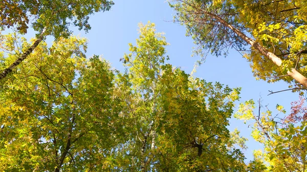 Bladeren Van Bomen Weergave Van Onderen Hemel Herfst Landschap — Stockfoto