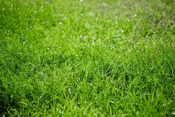 ボケ味がぼやけて背景で緑の草 — ストック写真