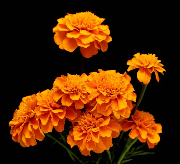 Tagetes Flowers Isolated Black Background — Stock Photo, Image