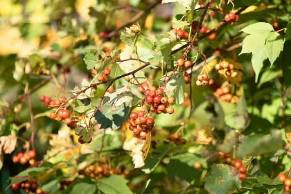 Baies Rouges Sur Arbre Rowanberry Viburnum Automne — Photo