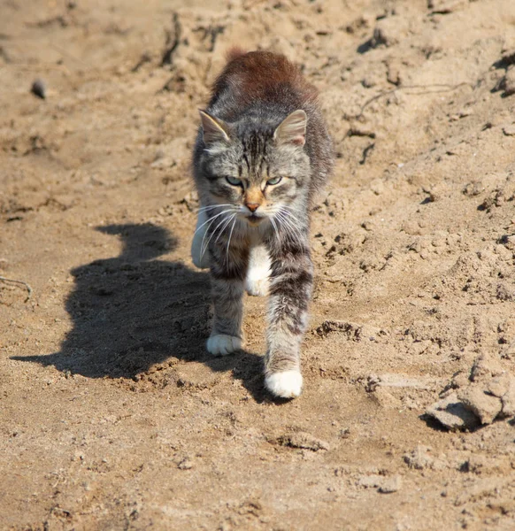 Wild Gray Cat Beach — Stock Photo, Image