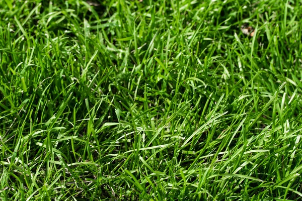 Grama Verde Com Fundo Borrado Bokeh — Fotografia de Stock