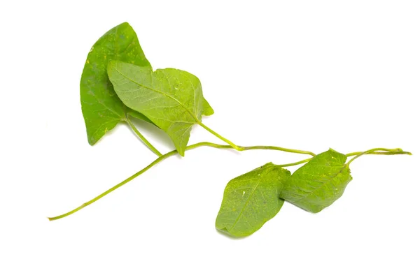 Groene Bladeren Van Een Klimplant Een Witte Achtergrond — Stockfoto