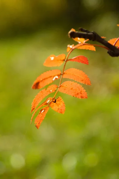 Forêt Automne Feuillus Paysage — Photo