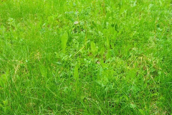 Juicy Green High Grass Field — Stock Photo, Image