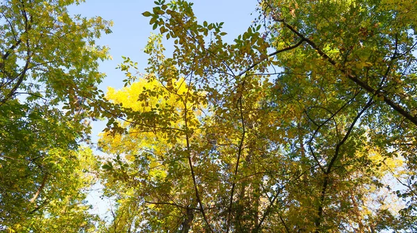 Bladeren Van Bomen Weergave Van Onderen Hemel Herfst Landschap — Stockfoto
