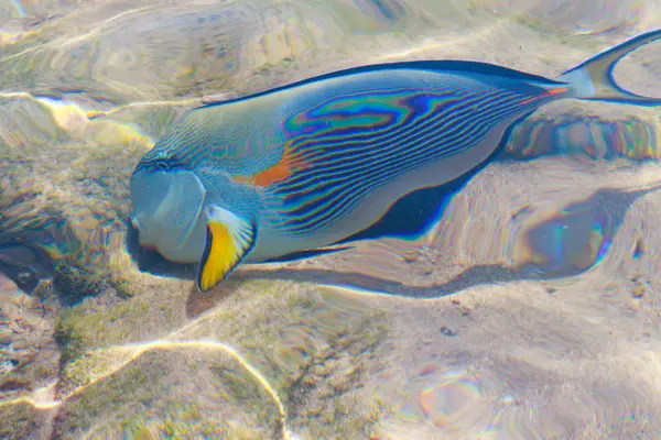 Vista Superior Los Peces Arrecife Desenfocado Por Agua — Foto de Stock