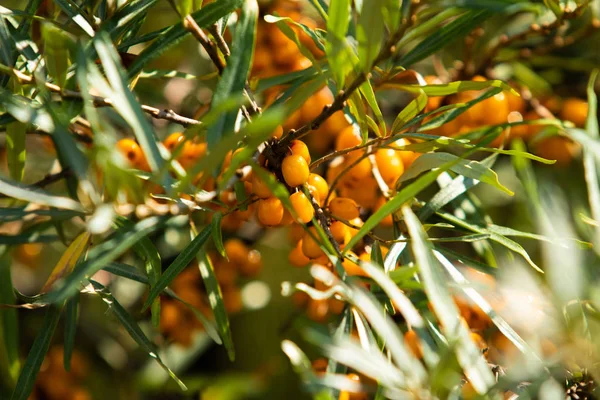 Bacche Olivello Spinoso Mature Albero — Foto Stock