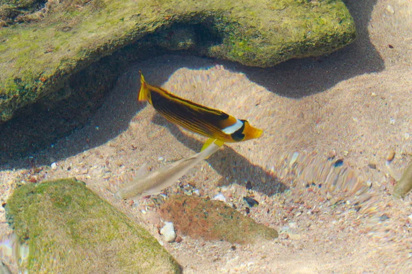 Resif Balık Üstten Görünüm Tarafından Defocused — Stok fotoğraf