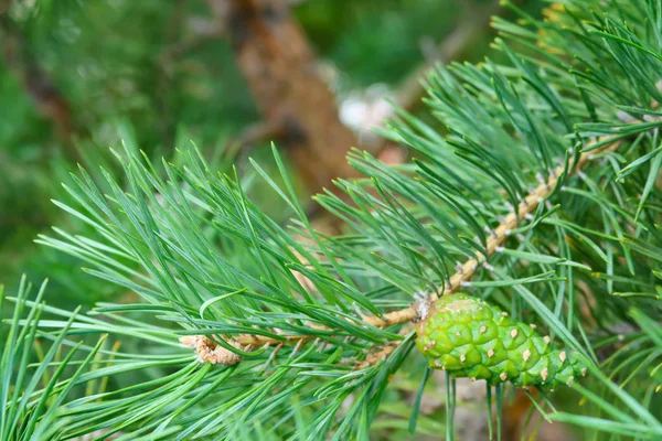 Las Agujas Grandes Verdes Del Abeto Arbóreo —  Fotos de Stock