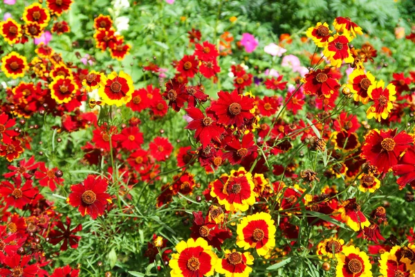 Coreopsis Kleurstof Bloemen Natuur — Stockfoto