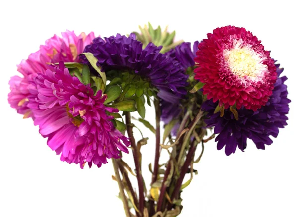 Aster Bloemen Geïsoleerd Witte Achtergrond — Stockfoto