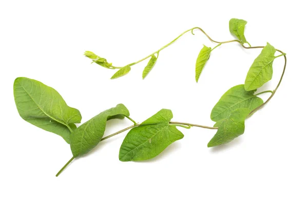 Bir Sarmaşık Yeşil Yaprakları Beyaz Bir Arka Plan Üzerinde — Stok fotoğraf