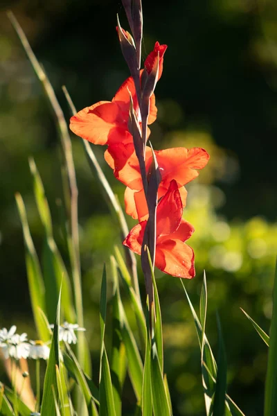 Fiori Lucenti Natura Primo Piano — Foto Stock