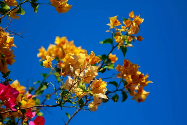 Bougainvillea Flores Brillantes Paisaje — Foto de Stock