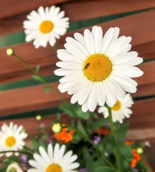 Strauß Weißer Kamillenblüten Auf Grauem Holzhintergrund — Stockfoto