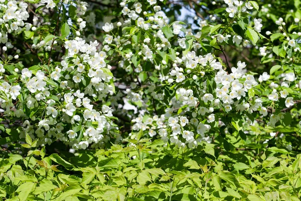 Vita Blommor Apple Närbild Natur Landskap — Stockfoto