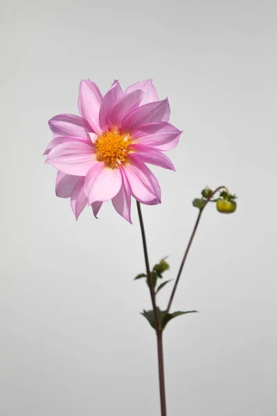 Fiori Lucenti Natura Primo Piano — Foto Stock