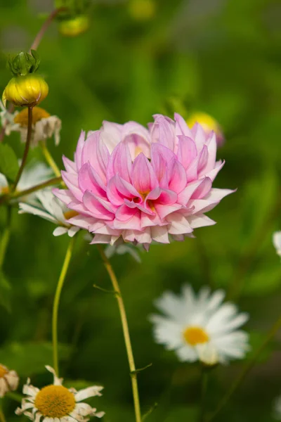 Jasne Kwiaty Makro Natura — Zdjęcie stockowe