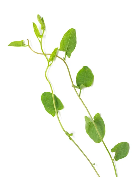 Green Leaves Creeper White Background — Stock Photo, Image