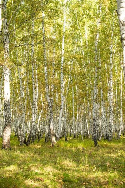 Floresta Bétula Amarela Final Outono Natureza Paisagem — Fotografia de Stock