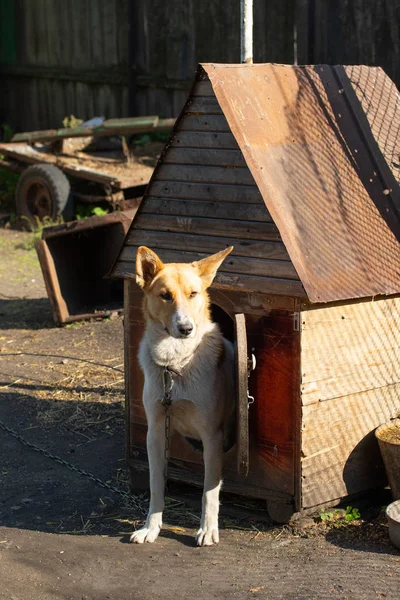 Dog Street House Nature — Stock Photo, Image