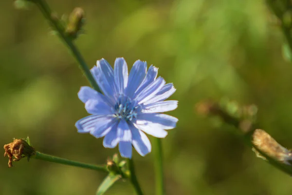 Fleurs Bleues Chicorée Nature — Photo