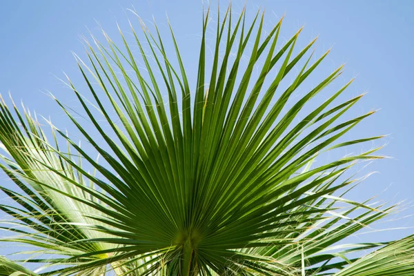Leaves Palm Trees Sky Background — Stock Photo, Image