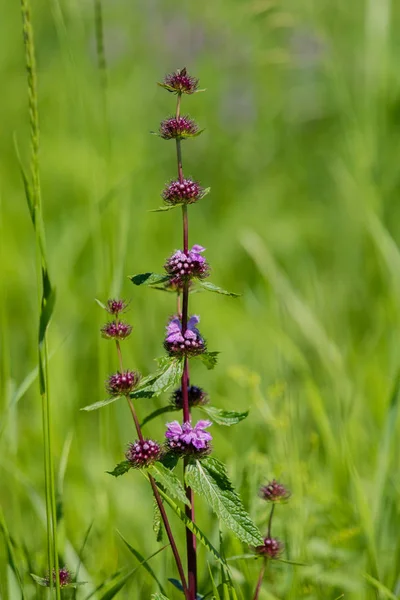 Fiori Viola Erba Verde — Foto Stock