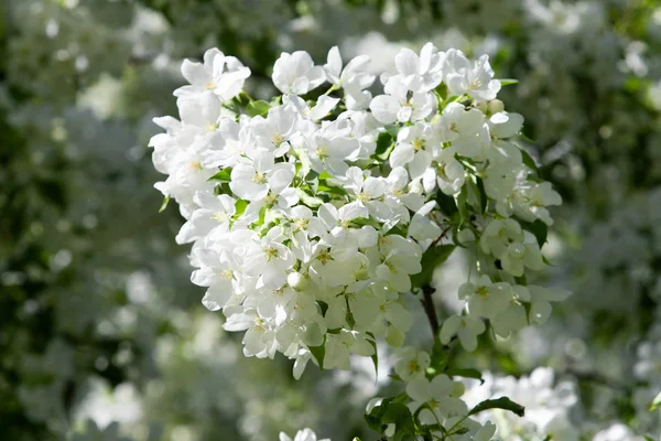 Witte Bloemen Apple Close Natuur Landschap — Stockfoto