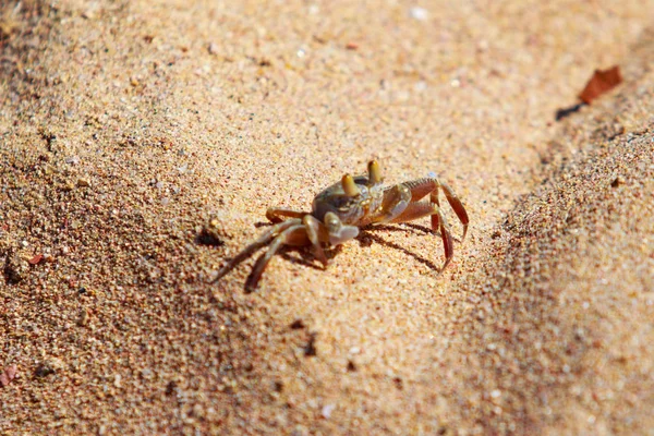 Crabe Sable Sur Sable Dans Les Terriers — Photo