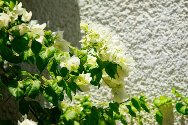 布干维尔明亮的花卉景观 — 图库照片