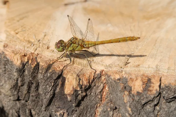 Big Dragonfly Sits Large — Stock Photo, Image