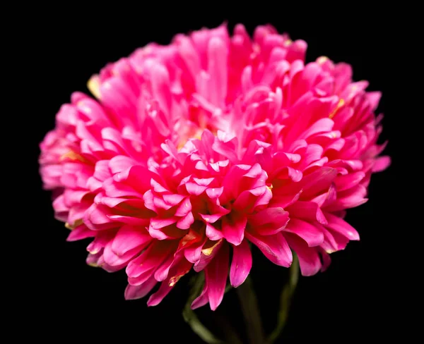 Flores Aster Isolado Fundo Preto — Fotografia de Stock