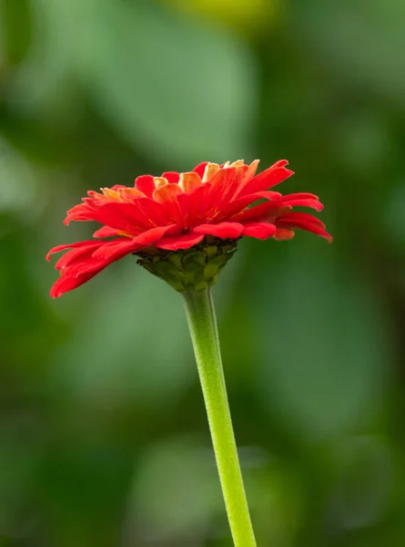 Röd Blomma Närbild — Stockfoto
