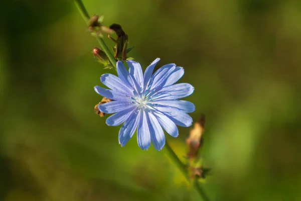 Blauwe Bloemen Witloof Natuur — Stockfoto