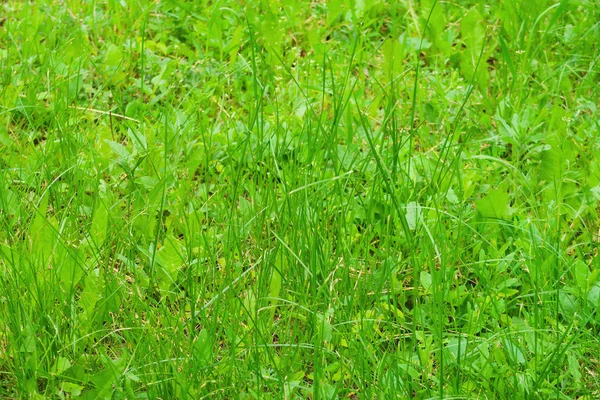 Saftig Grünes Hohes Grasfeld — Stockfoto