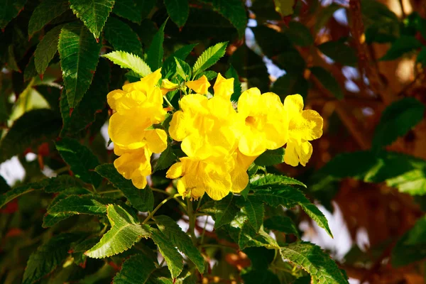 Heldere Bloemen Van Bougainvillea Landschap — Stockfoto