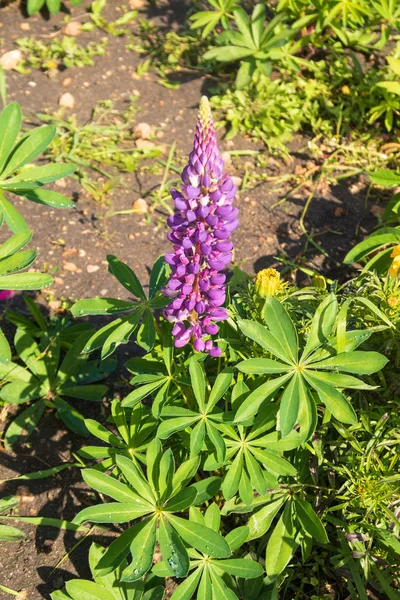 緑の草の中の紫色の花 — ストック写真