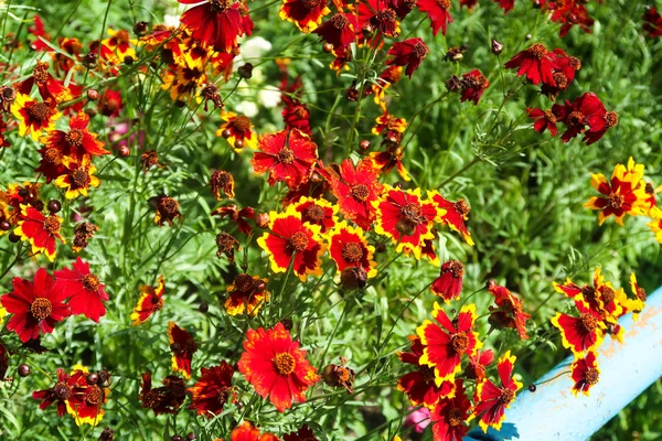 Coreopsis Dye Flowers Nature — Stock Photo, Image