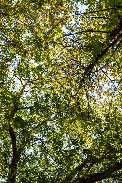 Listy Stromů Pohledu Zespodu Nebe Podzimní Krajina — Stock fotografie