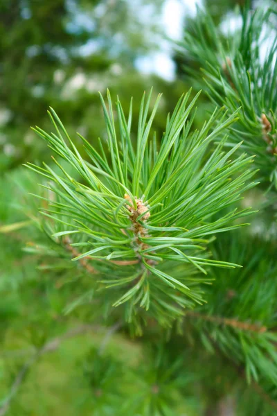 Grandes Aiguilles Vertes Arbre Épicéa — Photo