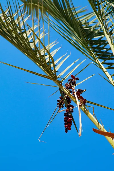 Palm Tree Listy Obloze Pozadí — Stock fotografie